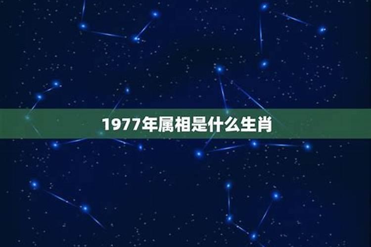 1977年生的属什么生肖