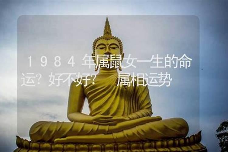 1984年6月份的鼠命运