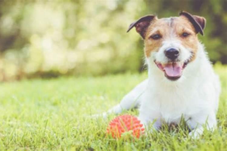 男犬女鼠配婚合婚吗