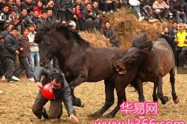 梦到马从天空掉下来了