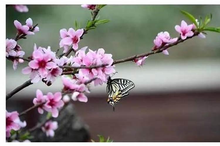 为什么本命年桃花特别旺