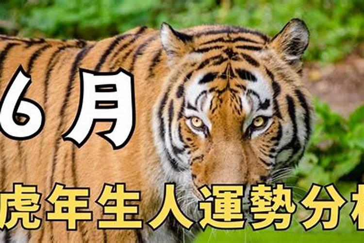 虎年生人遇猪年运势如何