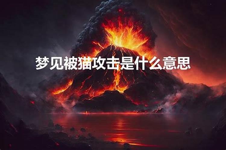 梦见被白猫抓伤是什么意思