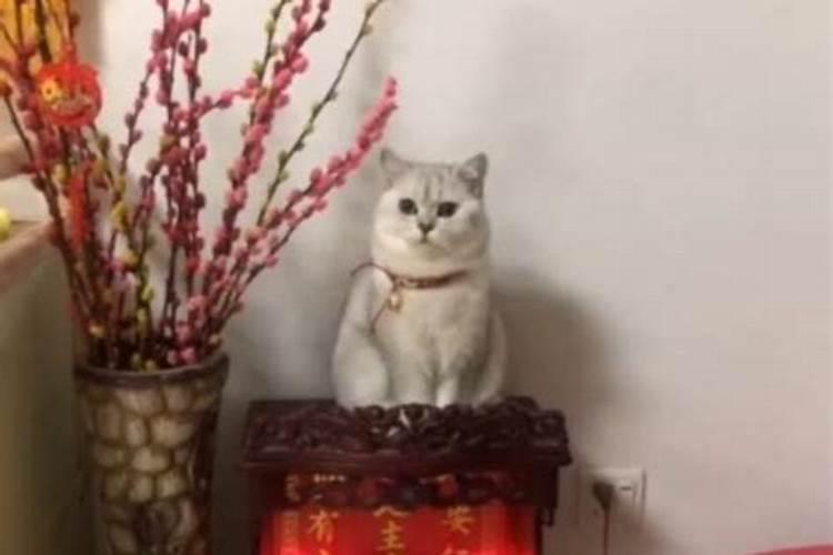 招财猫和财神爷哪个好一点