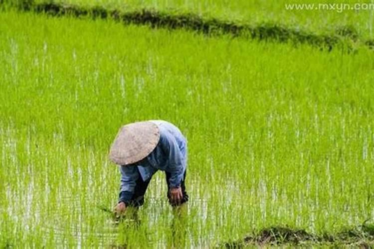 梦见死去的父亲在耕地里干活