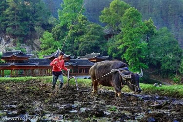 梦见死去的父亲在耕地里干活