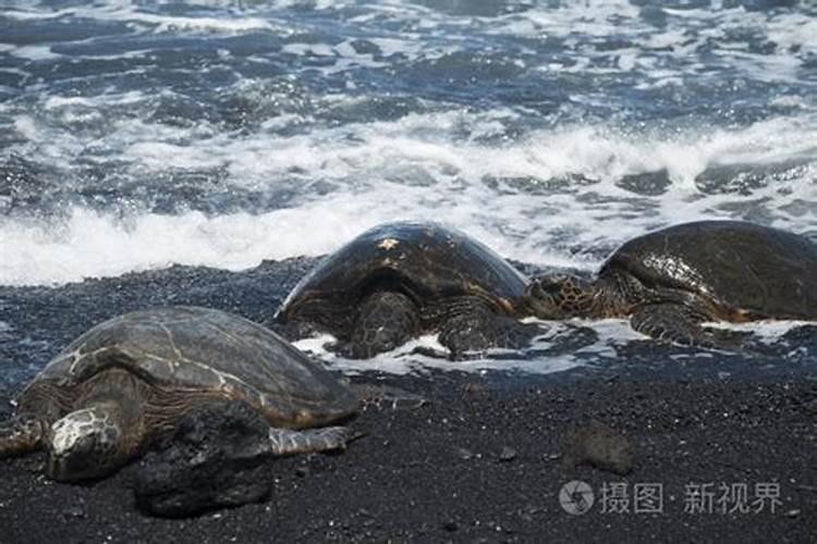 梦见海龟爬上岸