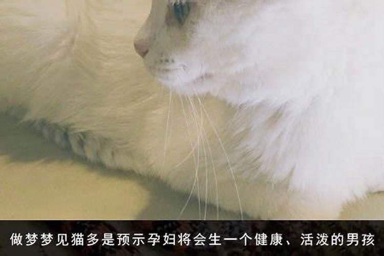 怀孕梦见了猪