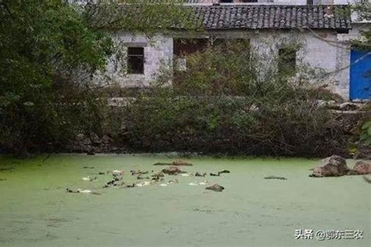 梦见家里水坑里有大鱼