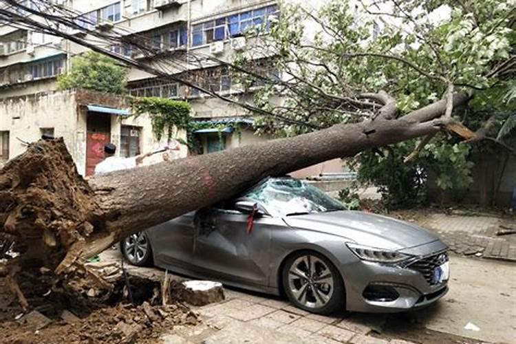 梦见老宅邻居家的桐树从根部倒在地上