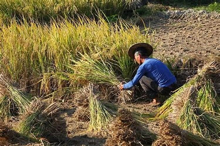 梦见死去的亲人帮忙收粮食