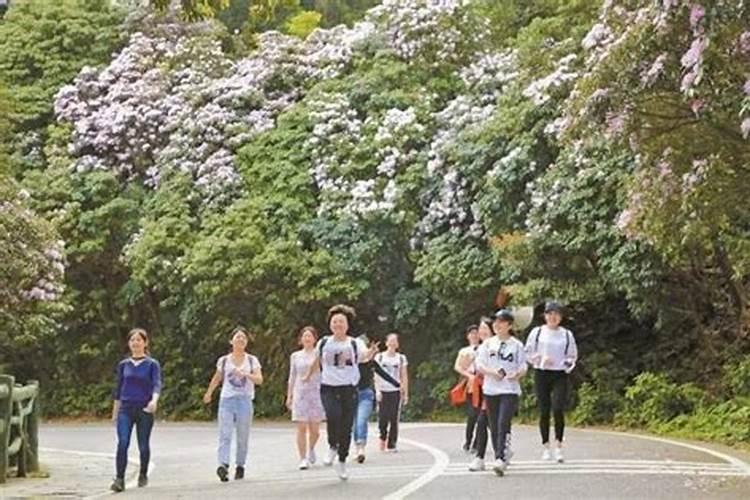 深圳清明节踏青哪里好