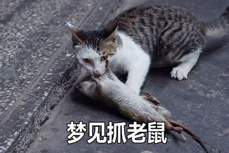 梦到猫抓老鼠是什么意思