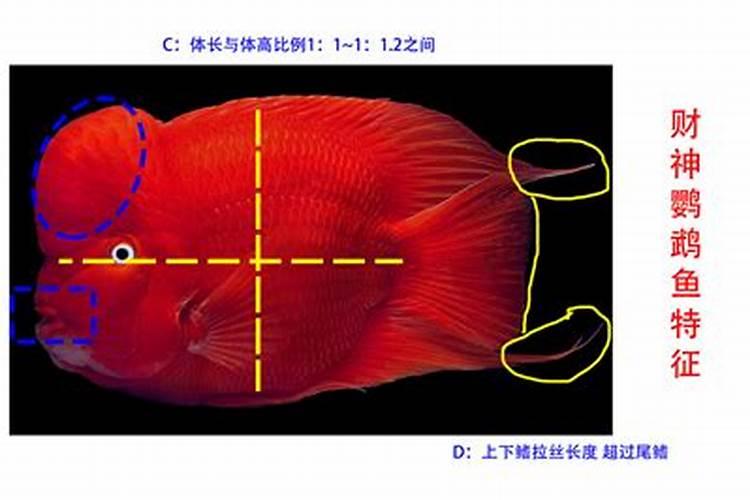 财神鱼和罗汉鱼的区别