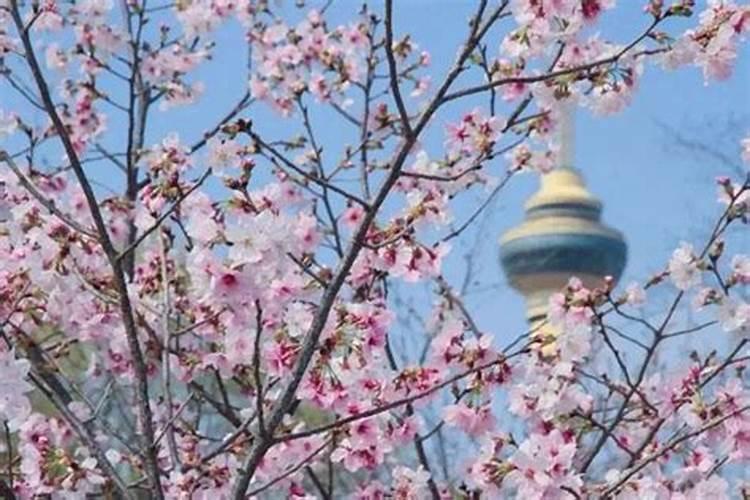 清明节哪里看花