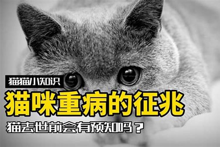 梦见生病的猫为他治病