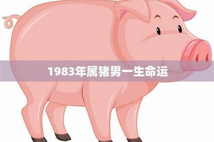 1983年属猪男一生命运如何