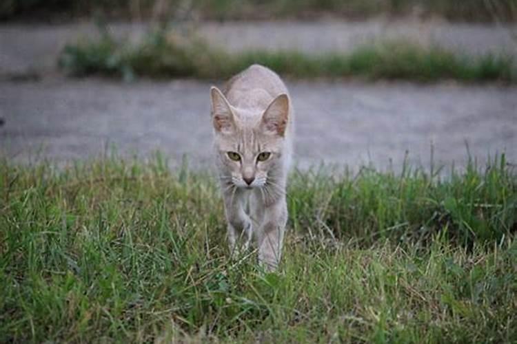 梦见猫跑我家来了