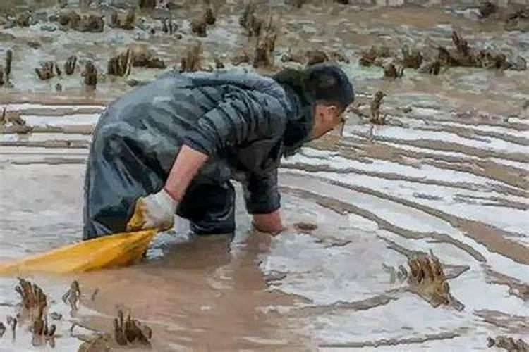 梦到浑水摸鱼好大的鱼