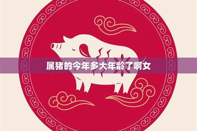 属猪的今年多少岁了2023年