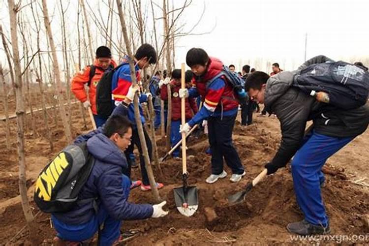 梦到别人栽大树