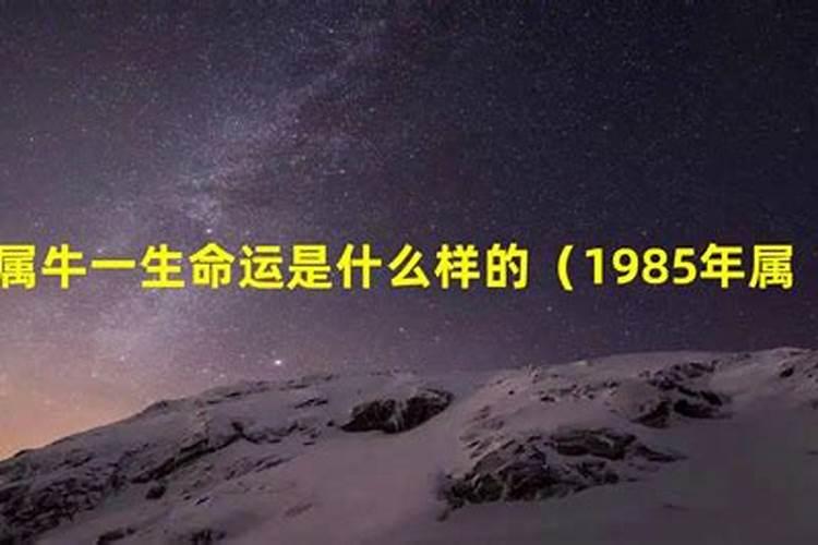 1985属牛一生运势如何