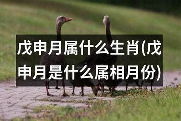 戊申时属什么生肖