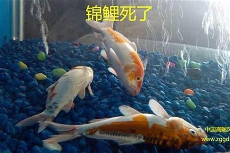 养鱼还要看风水吗