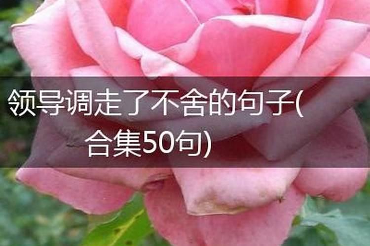 女人梦到领导调走