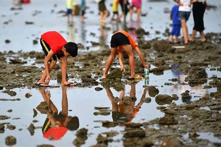 梦见赶海退潮并和一伙人干活