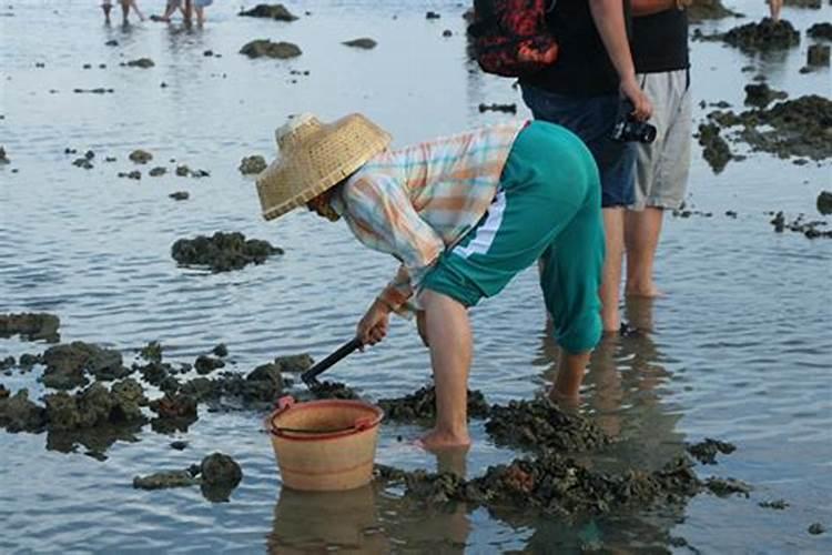 梦到退潮赶海