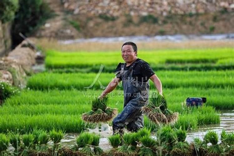 梦见到地里去拔秧苗好不好