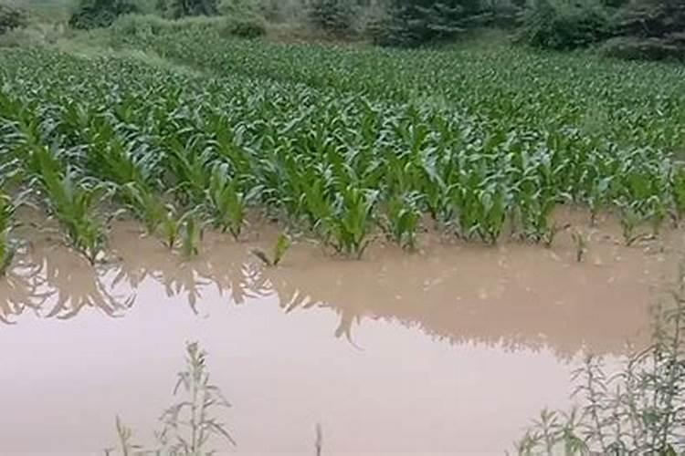 梦见田地涨水