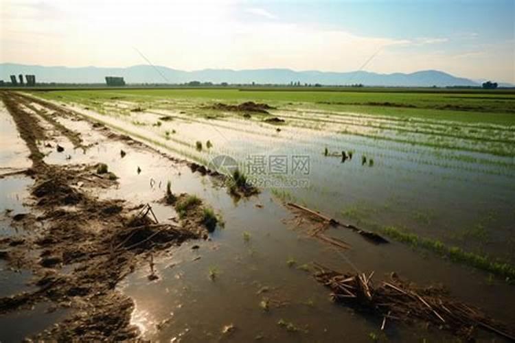 梦见田地涨水庄稼被淹