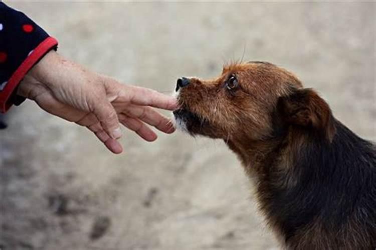 梦见别人家的狗把我的手咬流血了什么意思