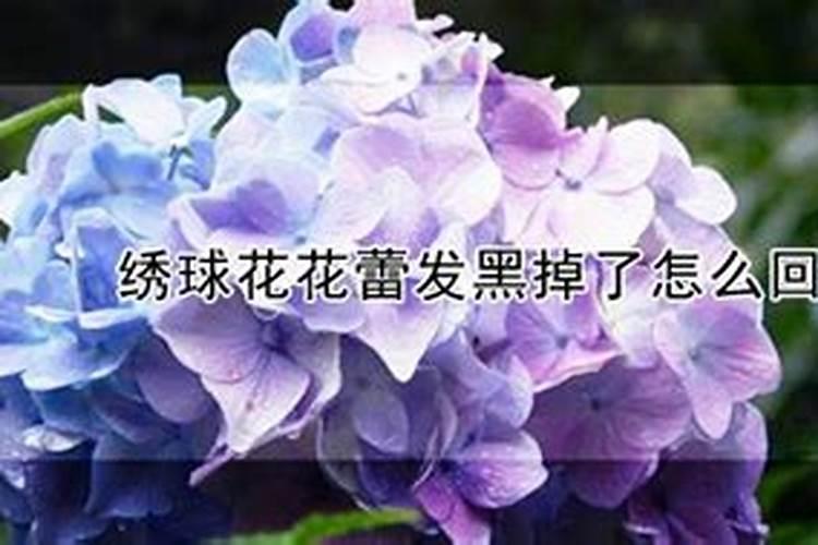 梦见花有花蕾了