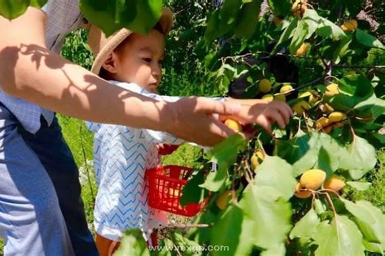 梦见妹妹爬树摘杏子什么意思