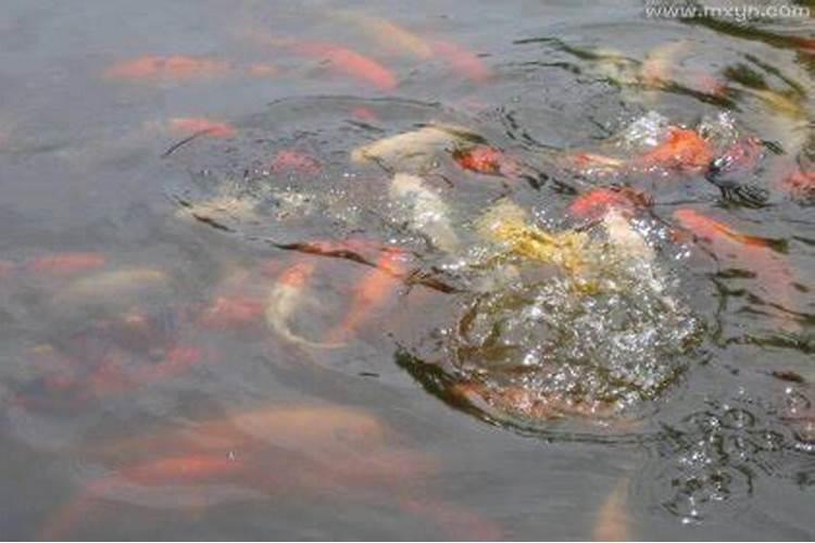 梦到水里鱼捉起是死鱼