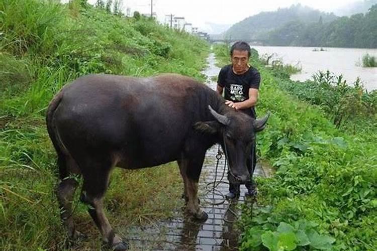 梦见牛被大水淹死了