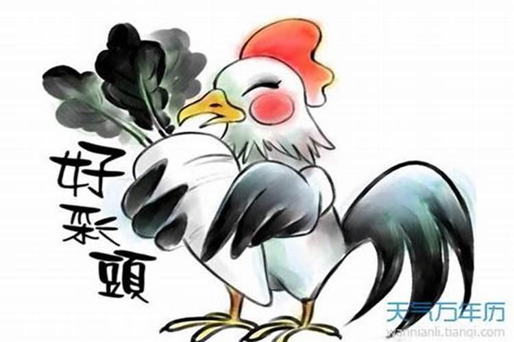 为什么属鸡的命不好