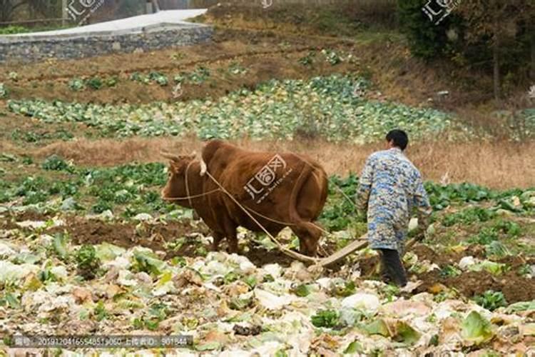 梦见老黄牛耕地