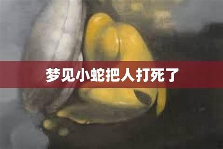 梦见小蛇爬到家里给打死了