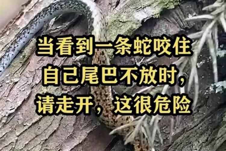 梦见蛇一直追我咬我