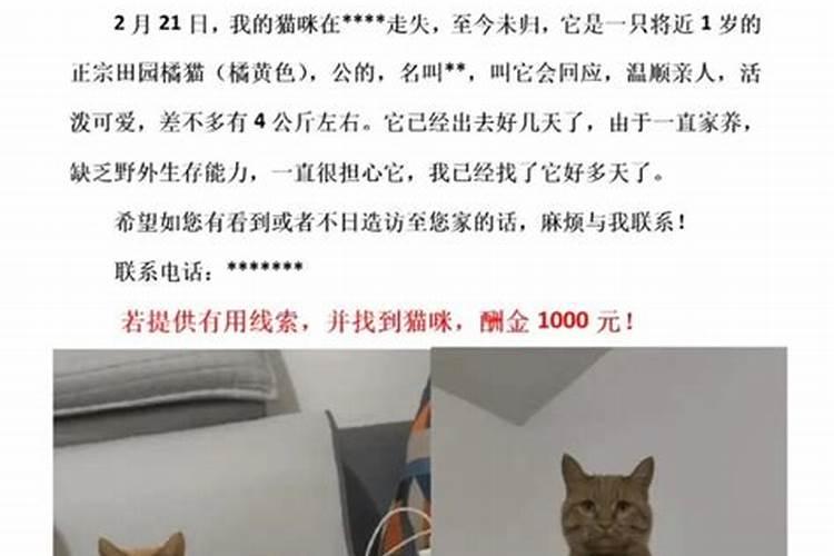 梦到买的猫丢了