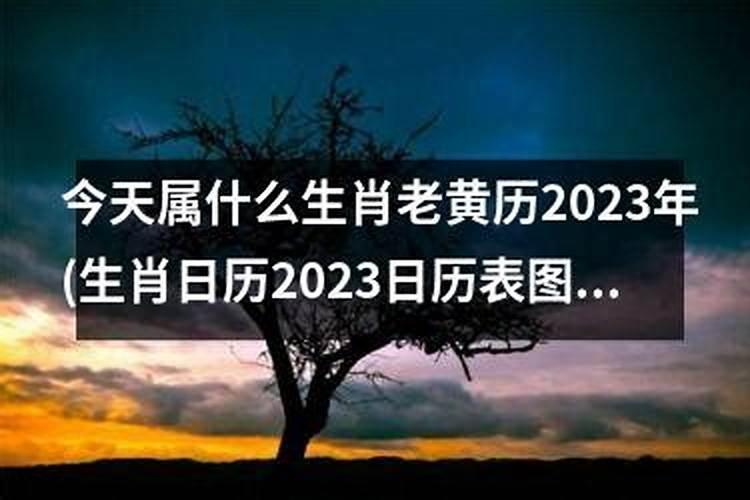 今天属什么生肖日历2021