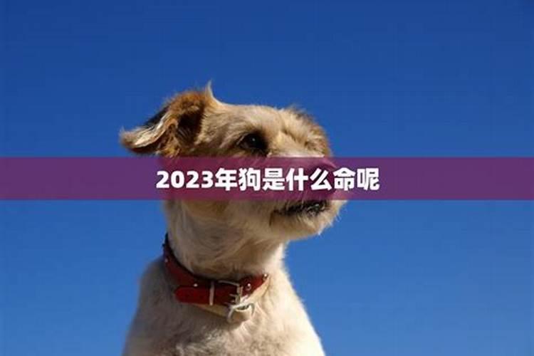 2023年狗生肖运程如何