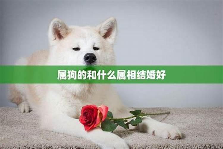 狗不能和哪个属相婚配