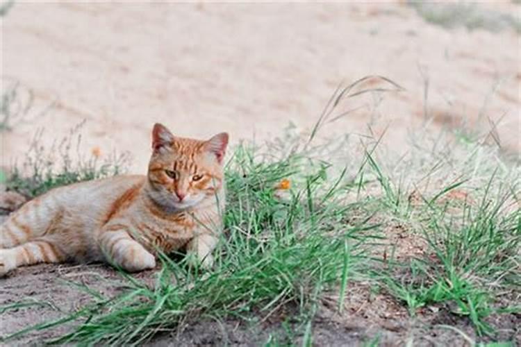 梦见黄猫是不是有什么预示呢