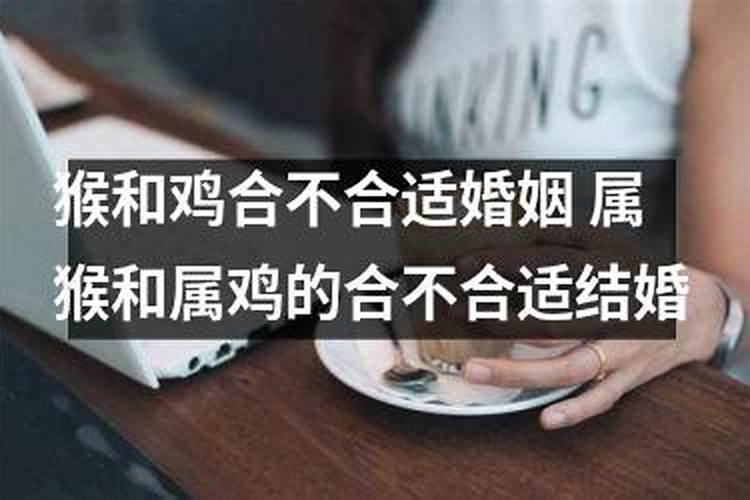 属鸡的和属猴的合不合适