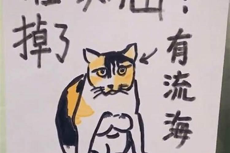 本命年是不是多灾多难被摔,还被猫咬